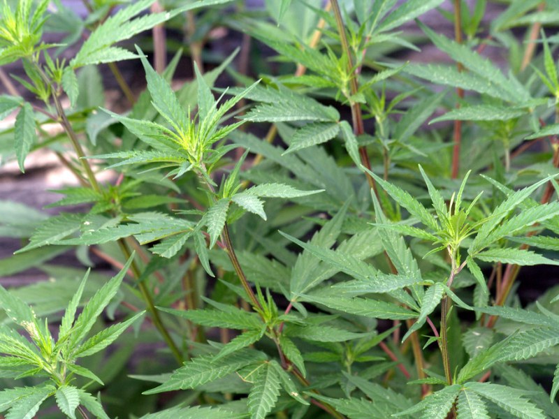 Profile: Local businessman’s leap of faith into cannabis pays off